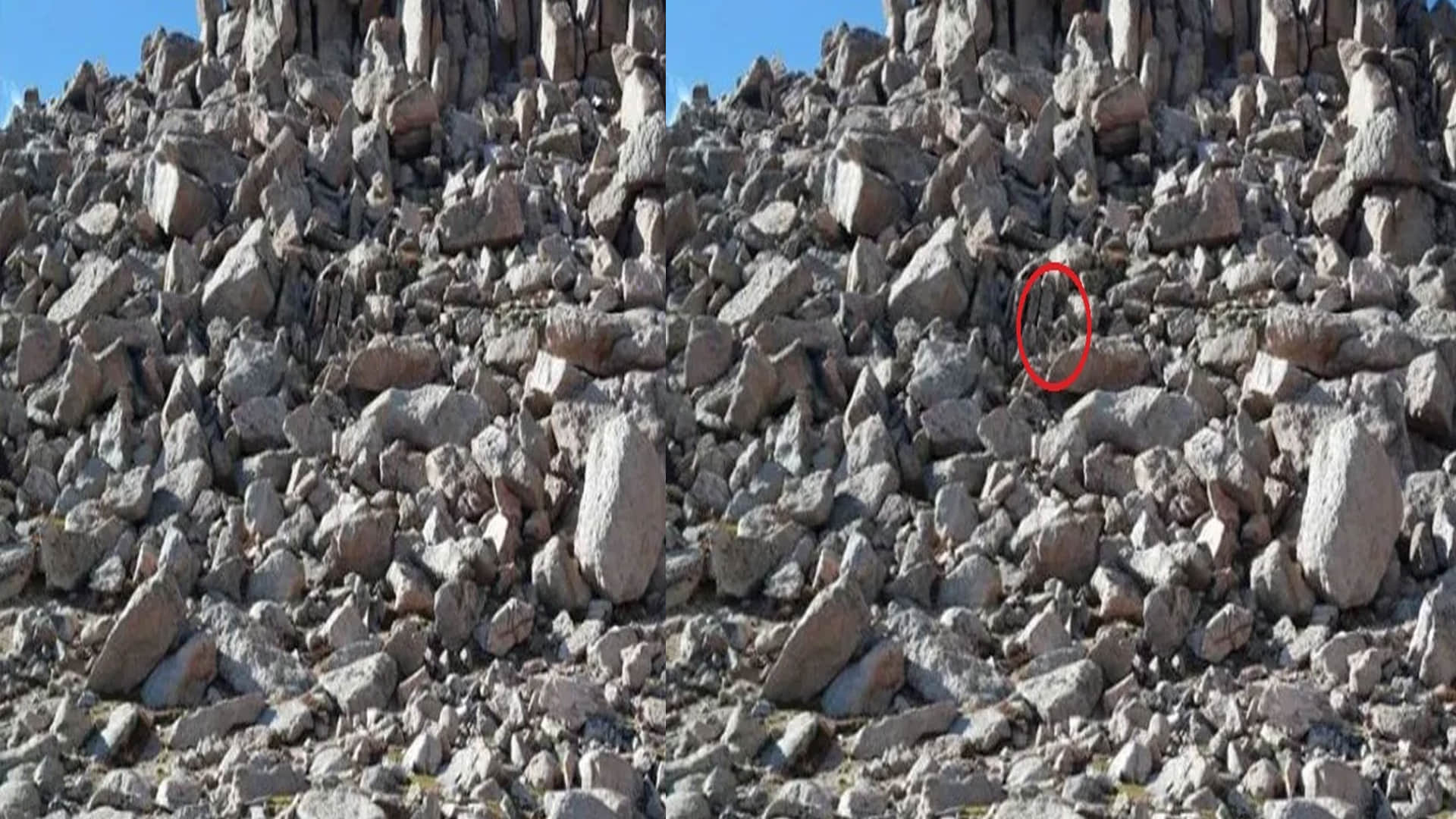 Optical Illusion Images for Brain IQ Test Find Out Hidden Sheep from Viral photo