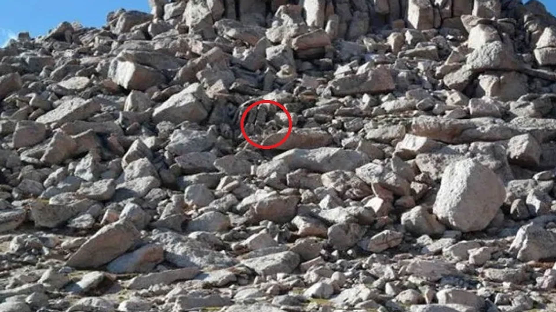 Optical Illusion Images for Brain IQ Test Find Out Hidden Sheep from Viral photo