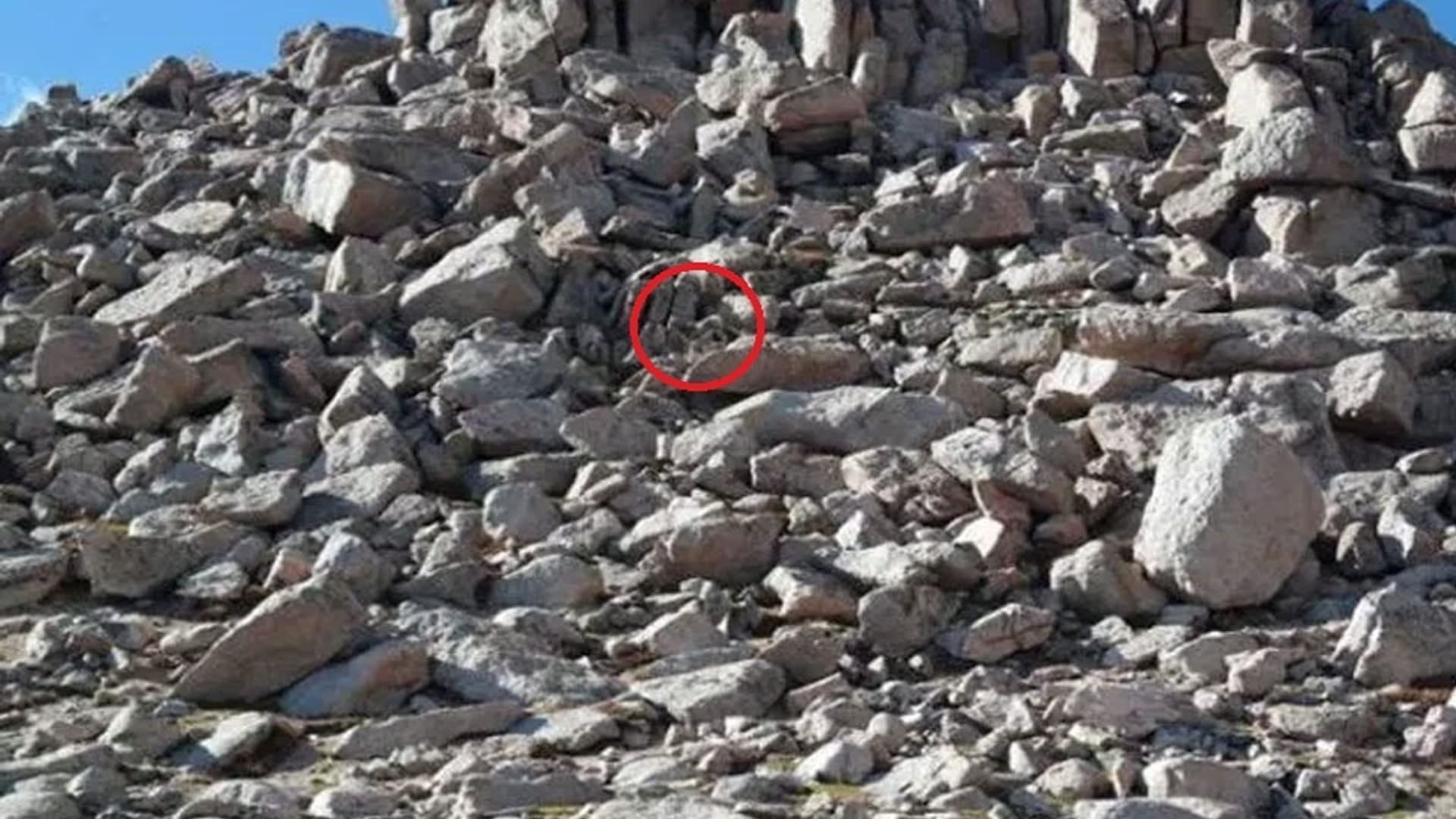 Optical Illusion Images for Brain IQ Test Find Out Hidden Sheep from Viral photo