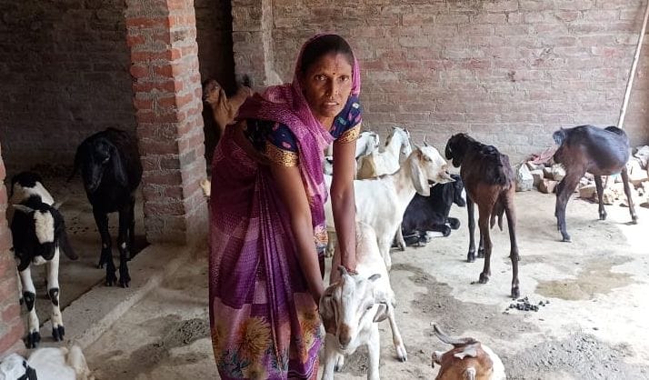 Hardoi, Writing of Gita from goat rearing is the script of progress