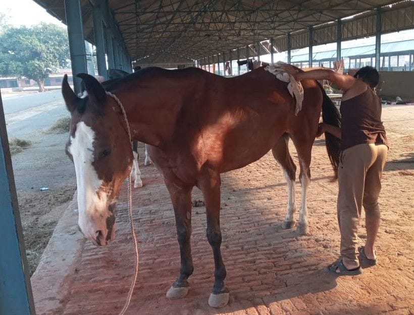 Alice and Arjun will control the crowd at Dauji Fair