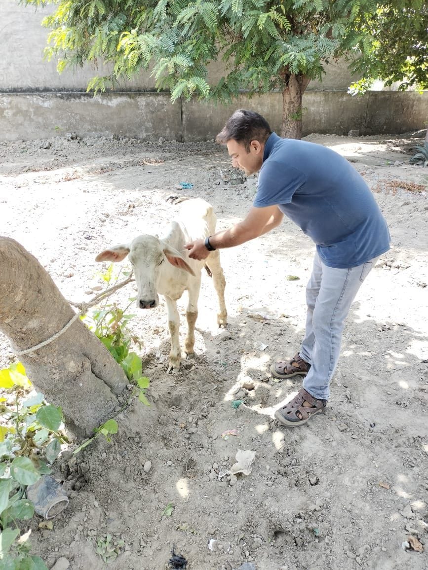 Relief from lumpy virus disease, no animal died in four days