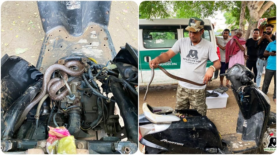 snake was sitting hiding in the engine of Scooty Agra News