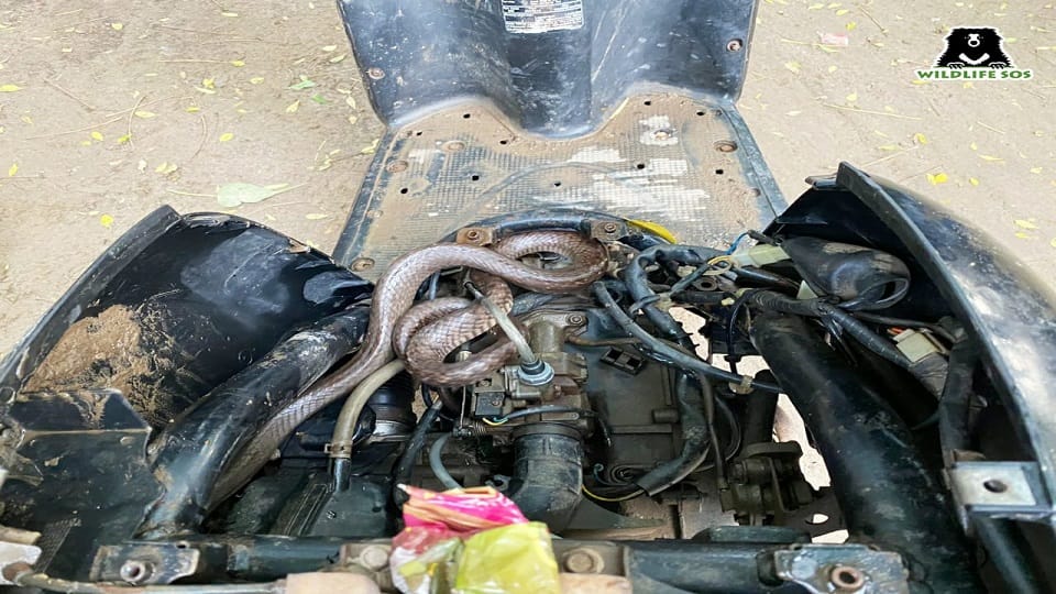 snake was sitting hiding in the engine of Scooty Agra News