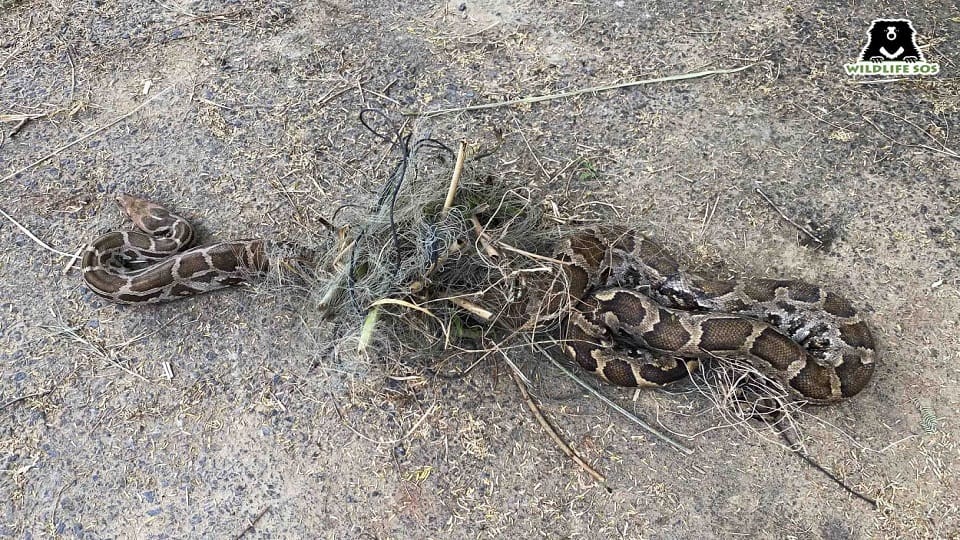 snake was sitting hiding in the engine of Scooty Agra News
