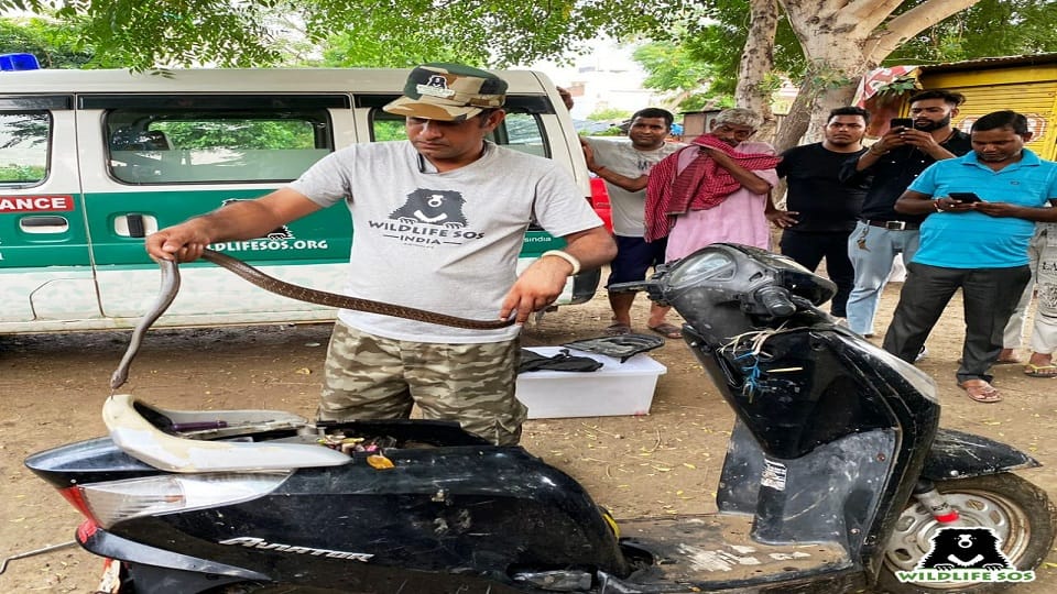 snake was sitting hiding in the engine of Scooty Agra News