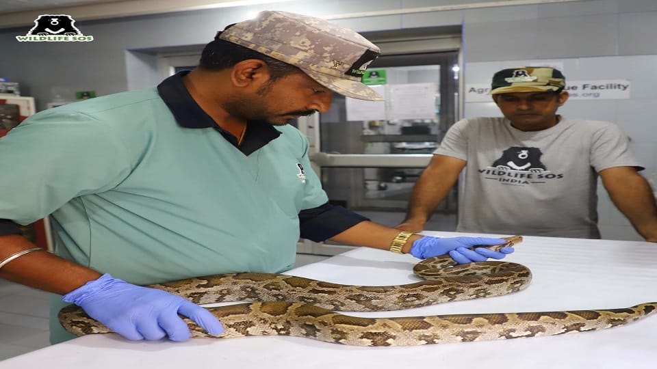 snake was sitting hiding in the engine of Scooty Agra News