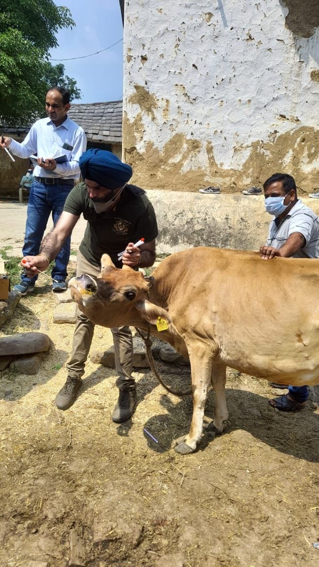 Milk of an animal infected with lumpi disease can be boiled and drunk