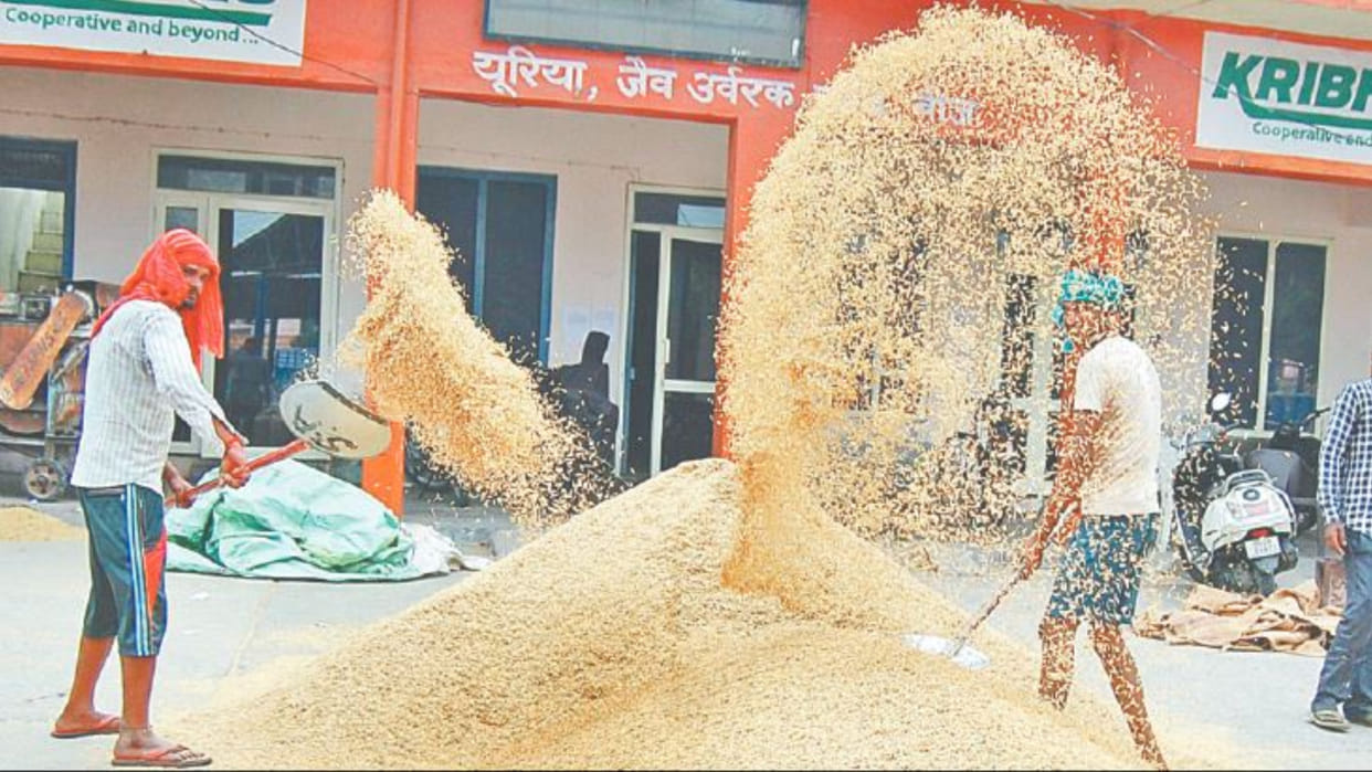 Paddy started reaching the grain markets of Haryana, 1509 prices fell