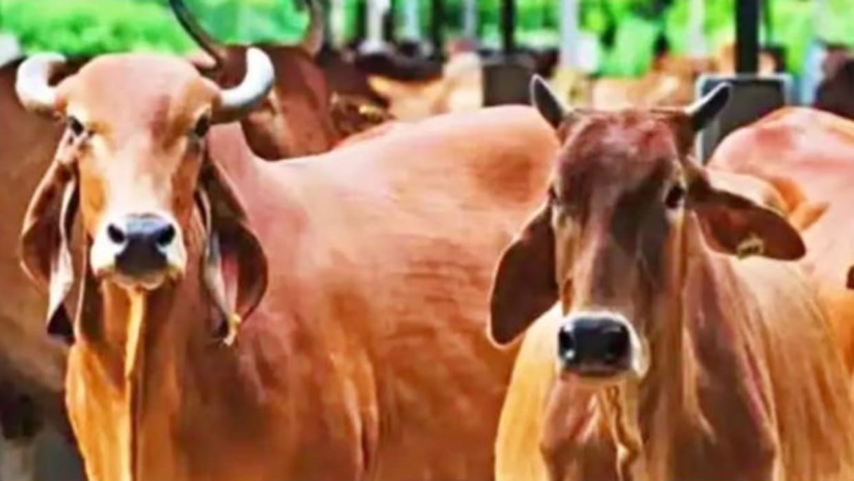 What is Lumpy virus which is wreaking havoc in Rajasthan more than 50 thousand cows have died