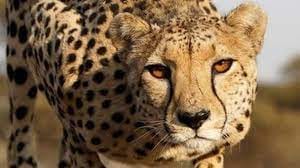 MP News: On September 17, cheetahs will reach Jaipur from Namibia, PM will leave two male and one female cheet