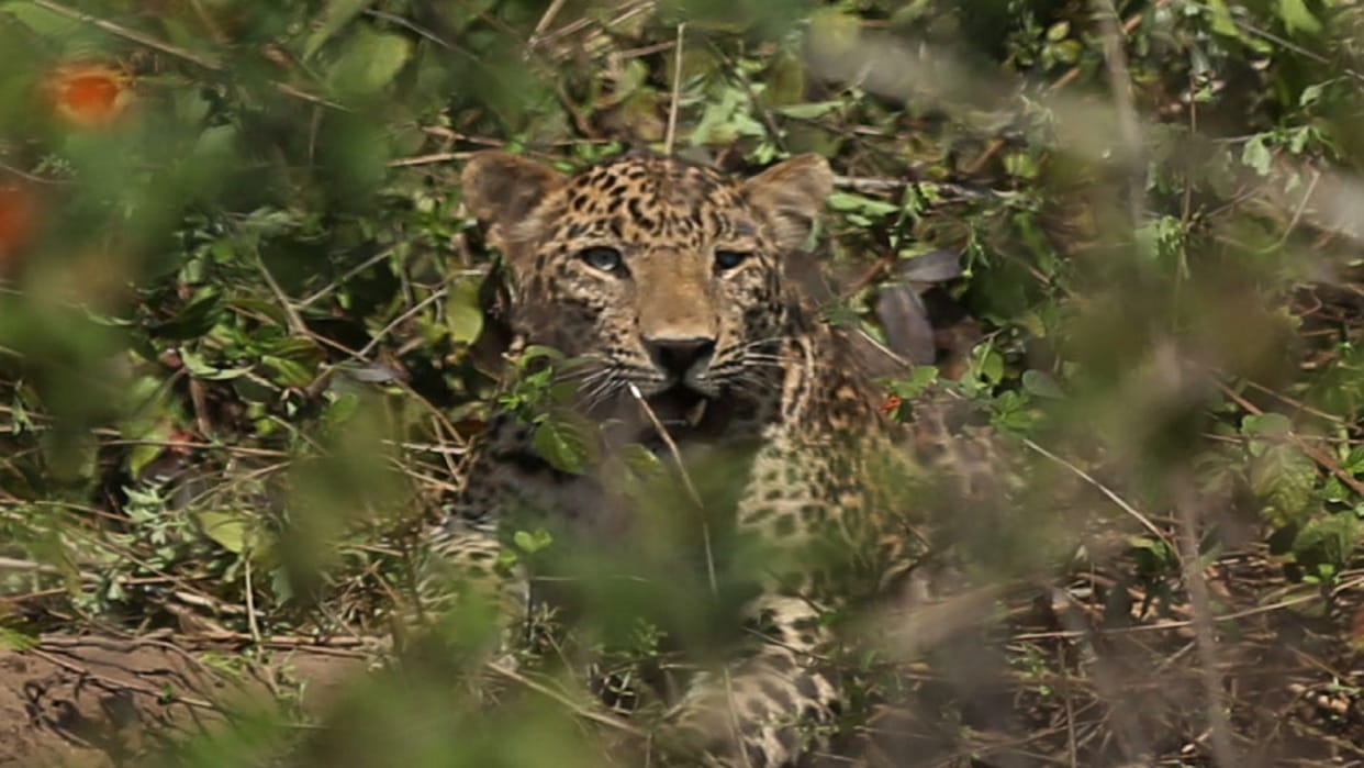 Leopard attacked on a farmer in Sarurpur area of Meerut District