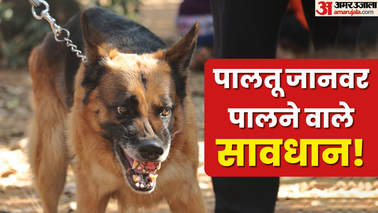 Domestic dog Owners Avoid These Mistakes Otherwise you will face the problems Know Rules