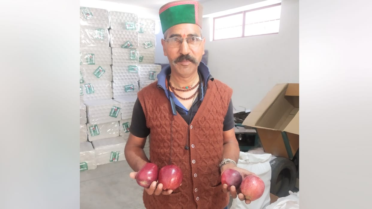 apple season in kinnaur no market available for organic apple in himachal pradesh