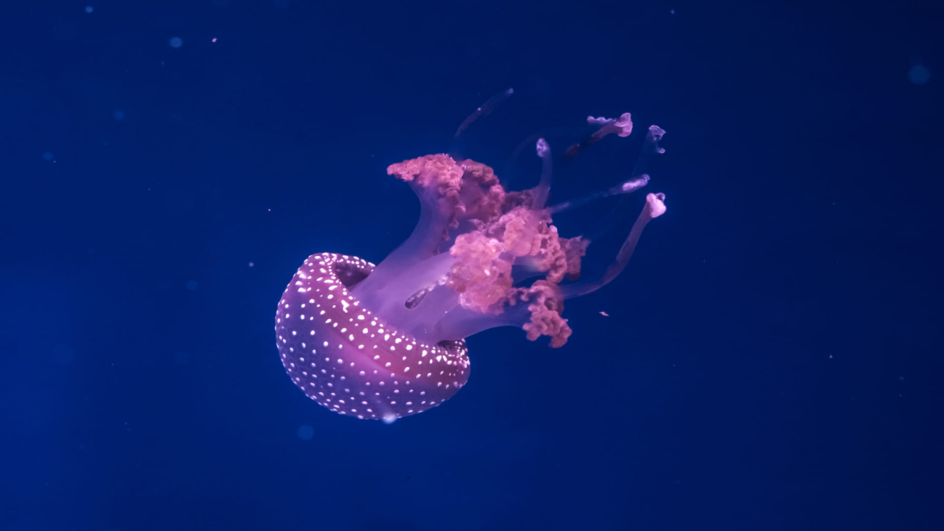 Scientists Discovered Age Defying Jellyfish Knw How Humans Will Be Immortal in Hindi