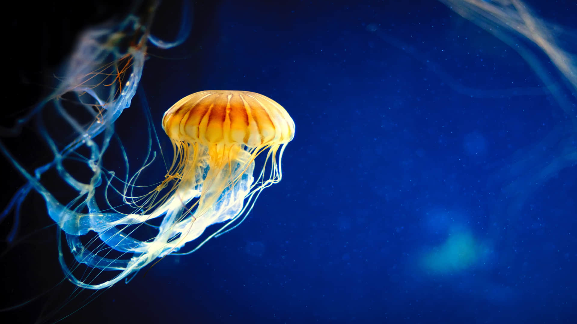 Scientists Discovered Age Defying Jellyfish Knw How Humans Will Be Immortal in Hindi