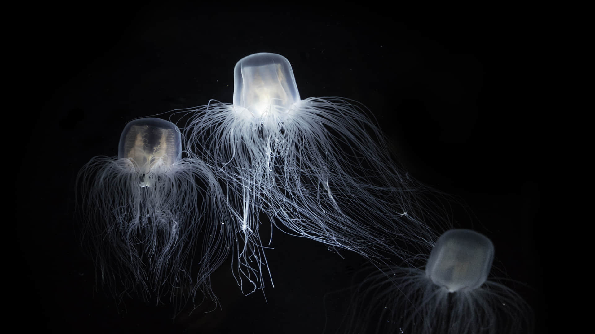 Scientists Discovered Age Defying Jellyfish Knw How Humans Will Be Immortal in Hindi