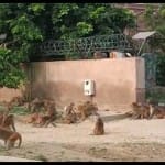 ताजमहल के आसपास रहते हैं बंदर