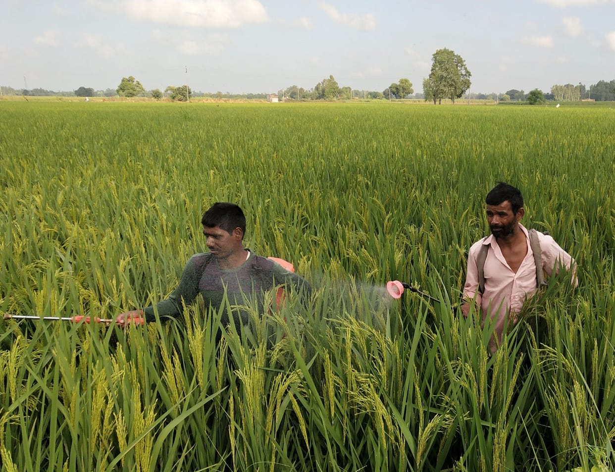 Unnao: Leaf wrapping insect attack in paddy crop