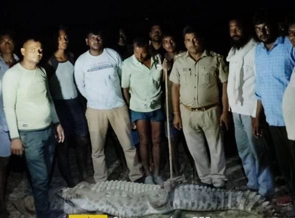 etawah,etawah news,up news,crocodile
