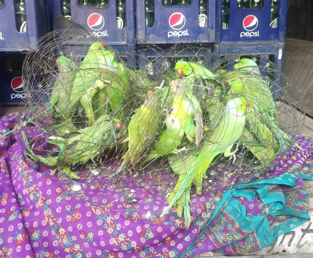 Wildlife smugglers caught, 27 parrots recovered