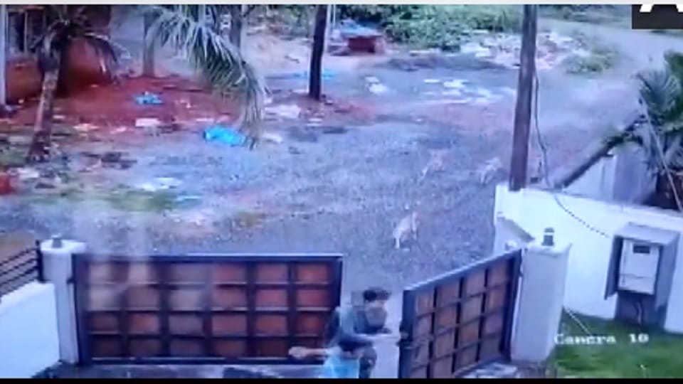 Students in Kannur manage to escape unharmed as stray dogs in Kerala