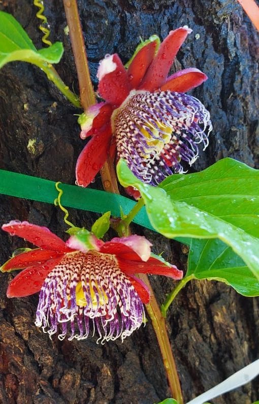 Krishna lotus flower blossomed in PG college