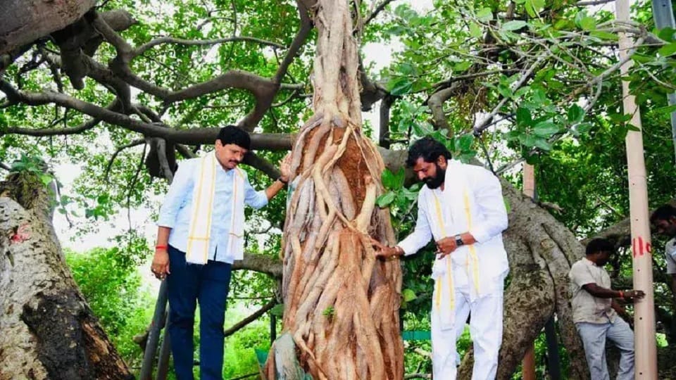 Vastu Tips Auspicious Trees for home in Vastu Shashtra News in Hindi