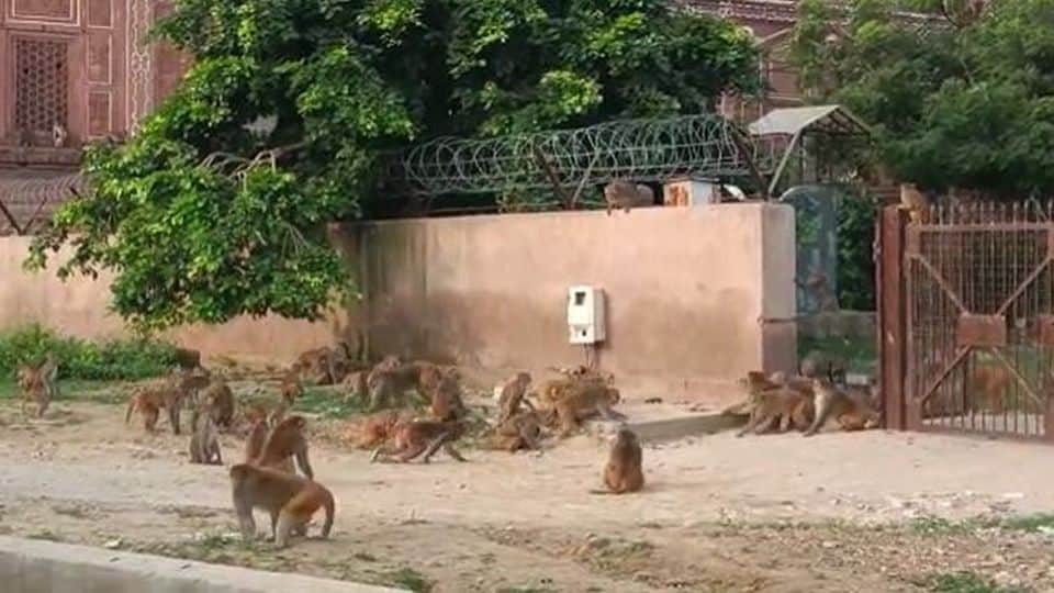 Action plan will be made to catch monkeys in Agra