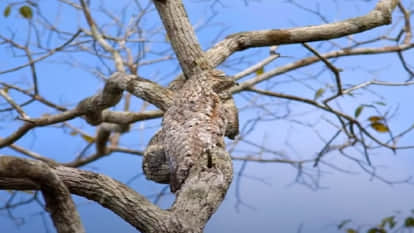 Optical Illusion Images Test Your Brain Find Out a Hidden bird on tree See in Photos