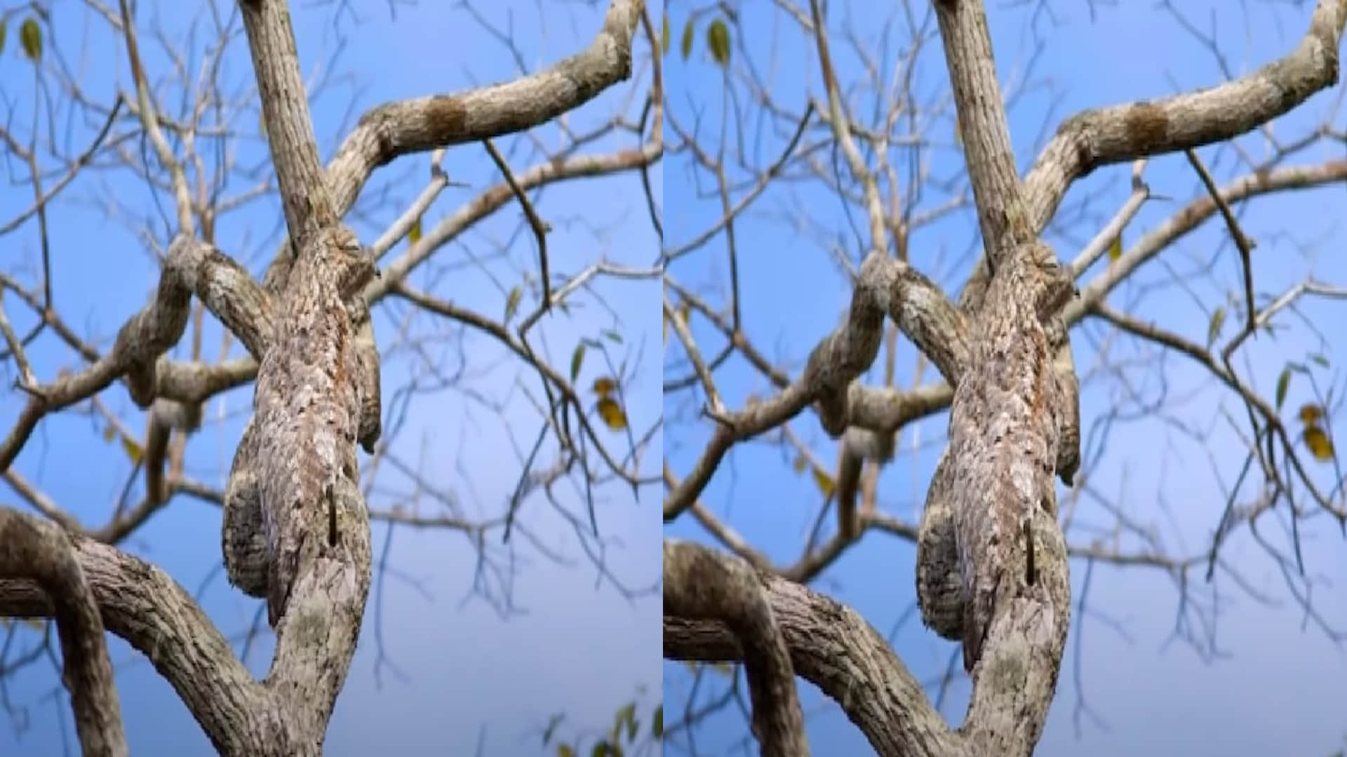 Optical Illusion Images Test Your Brain Find Out a Hidden bird on tree See in Photos