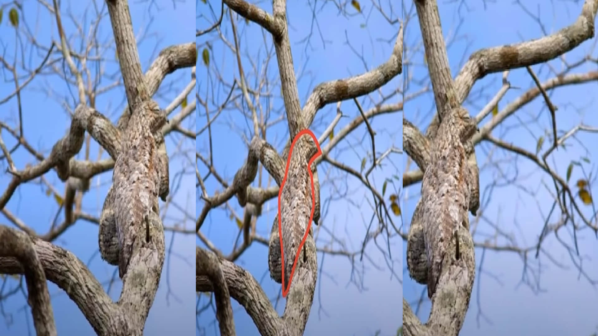 Optical Illusion Images Test Your Brain Find Out a Hidden bird on tree See in Photos