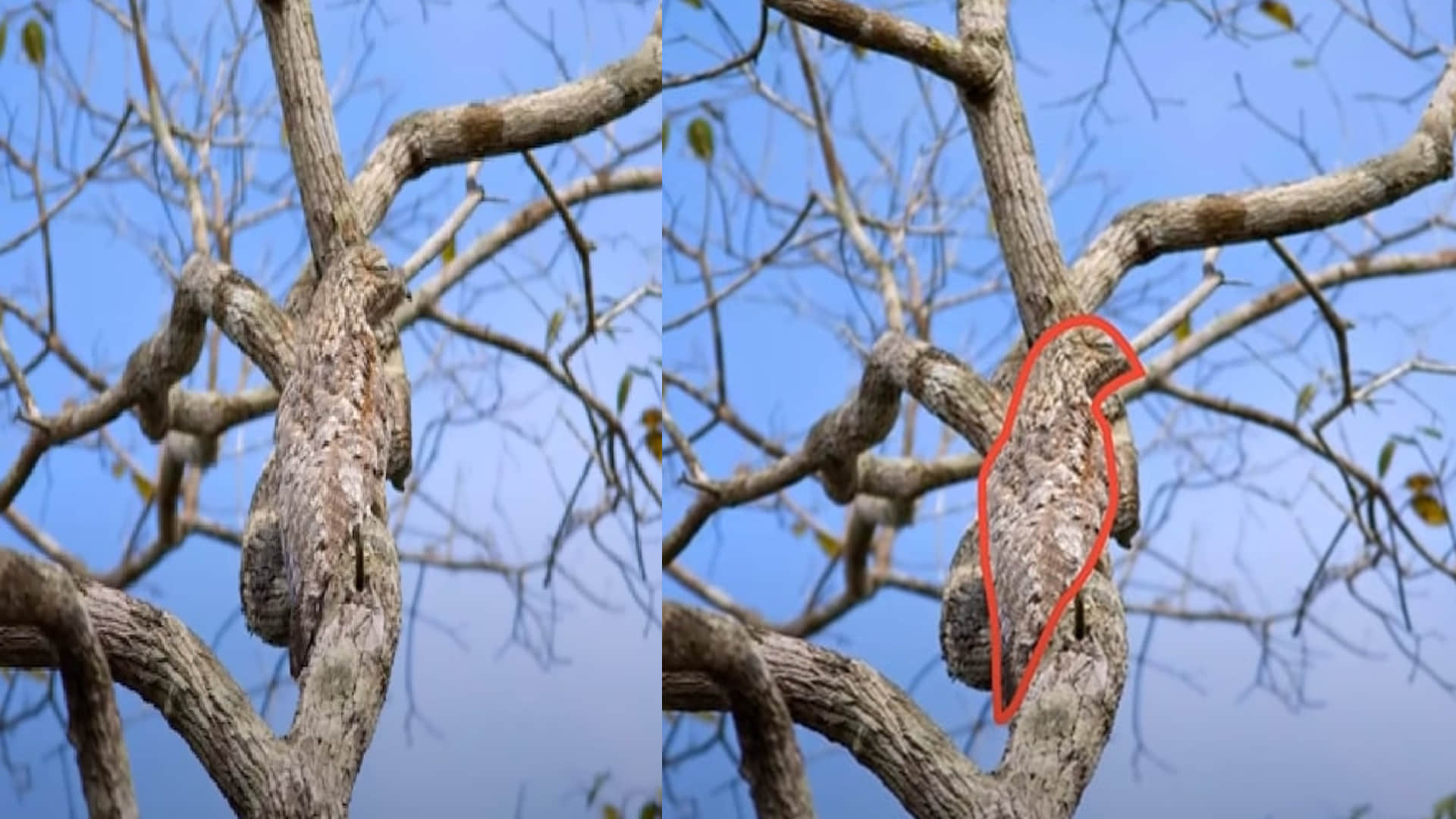 Optical Illusion Images Test Your Brain Find Out a Hidden bird on tree See in Photos