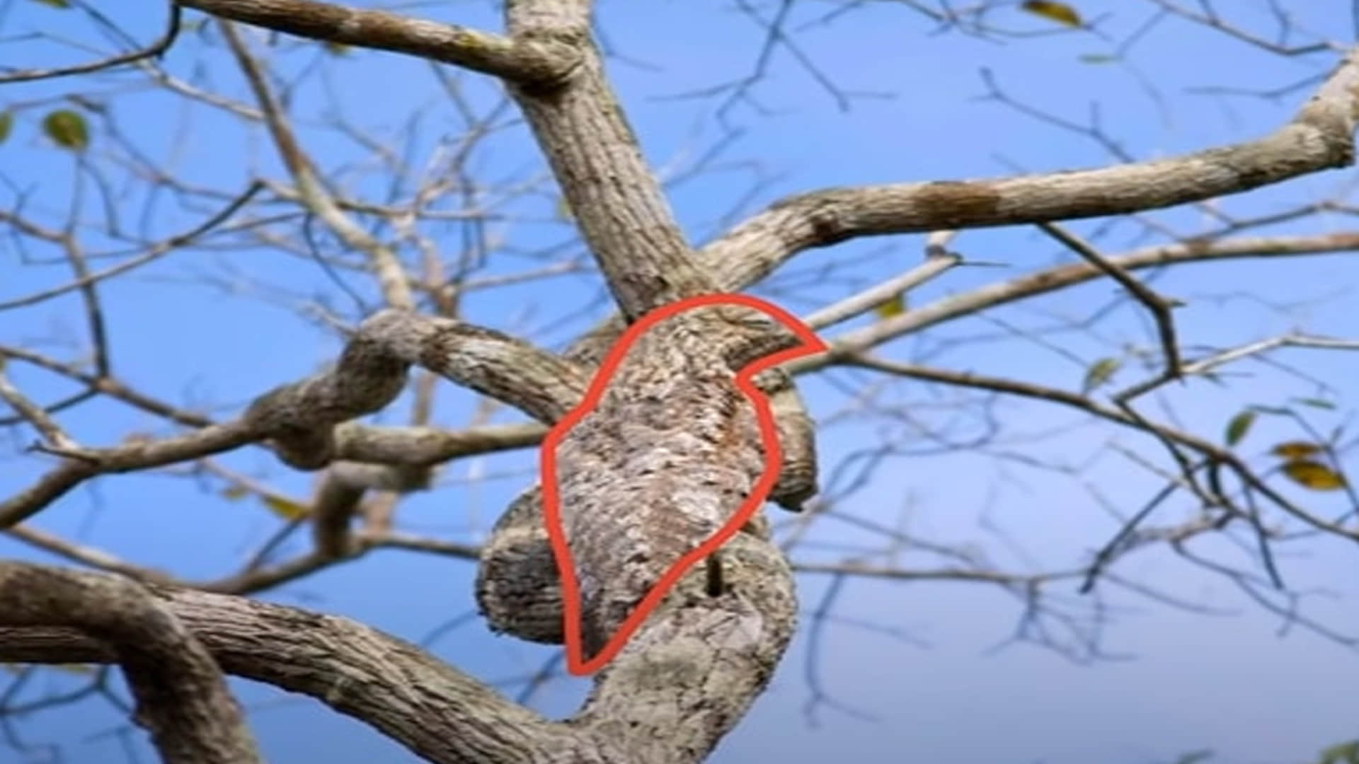 Optical Illusion Images Test Your Brain Find Out a Hidden bird on tree See in Photos