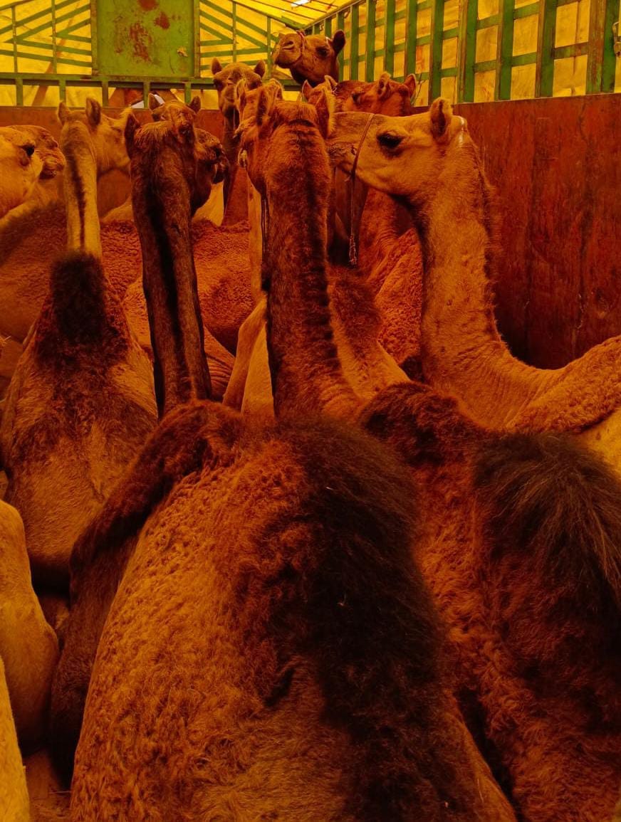 Two caught carrying camels smuggled from Rajasthan to West Bengal