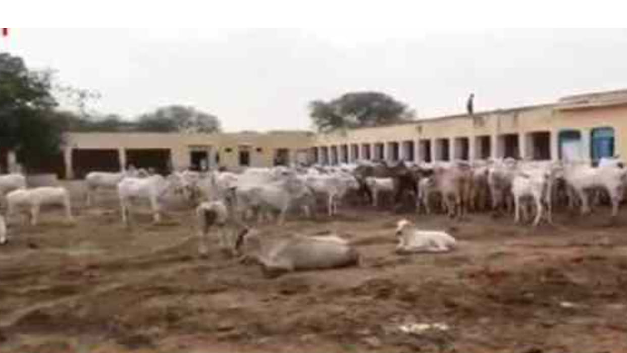 50 cows died in a week at Dev Narayan Gaushala in Narnaul due to lumpy skin disease