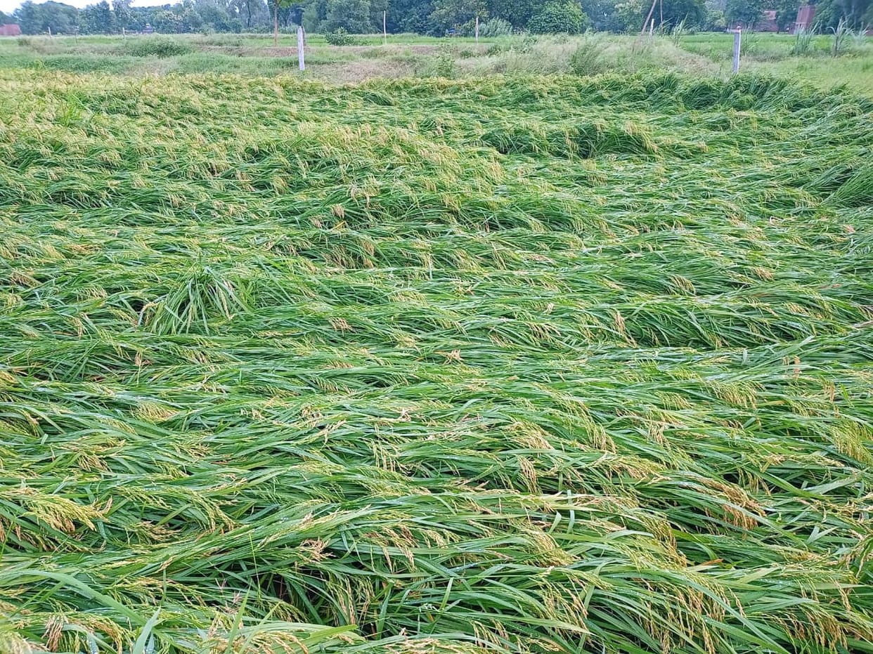 low rain will effect the production of paddy in Ambedkar nagar.