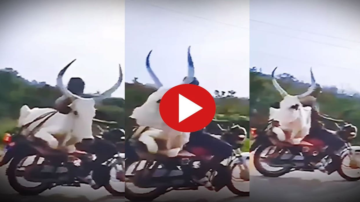 viral video bail ka video bull seen siting back seat on bike