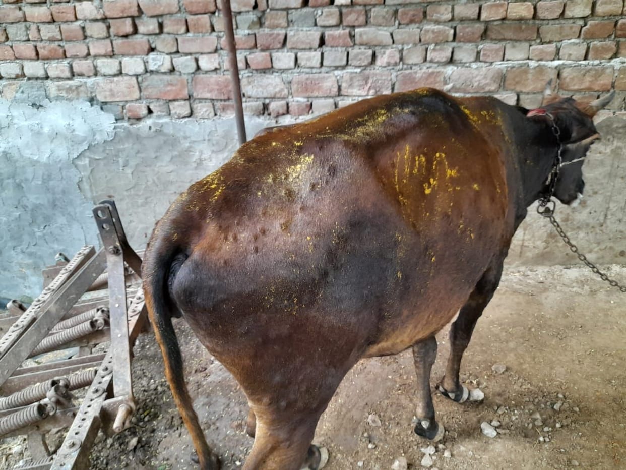 Possible cases of lumpy virus in Nagla Bari, cattle ranchers upset
