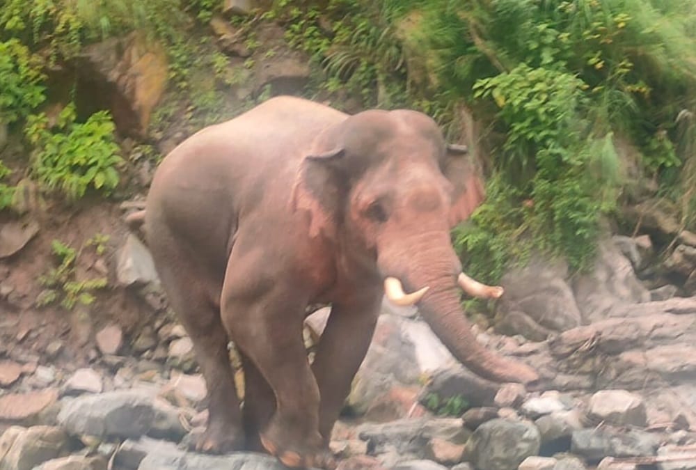 Uttarakhand News: Elephant enter on Kotdwar Pauri highway in front of former cm trivendra singh rawat car