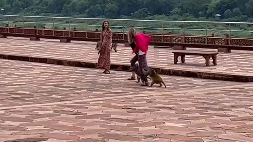 Monkeys attacked two foreign tourists at Taj Mahal