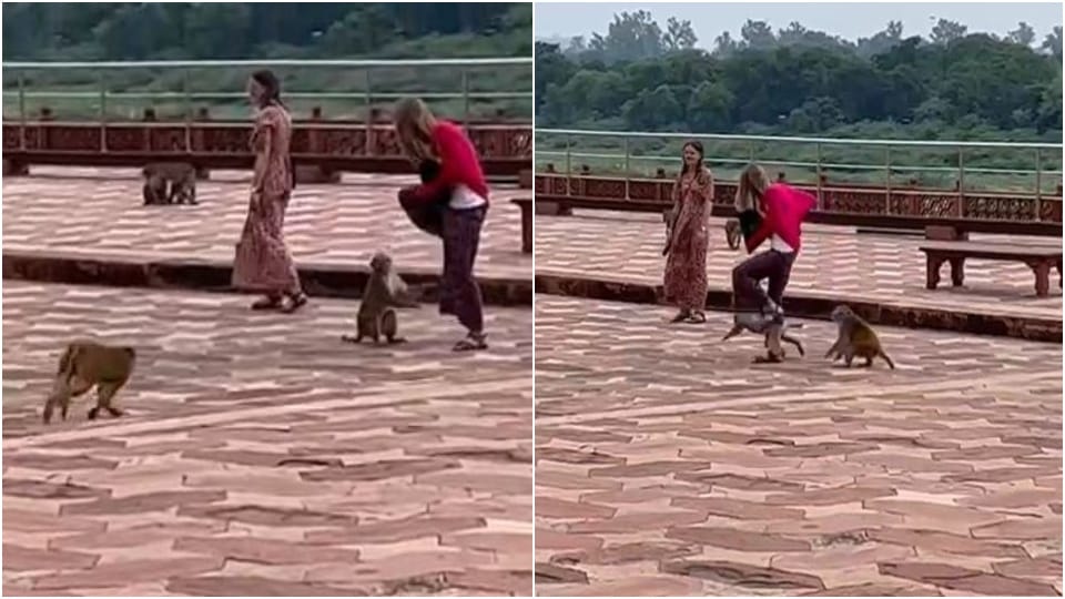 ASI Employee Duty To Run Monkey From Taj Mahal In Agra