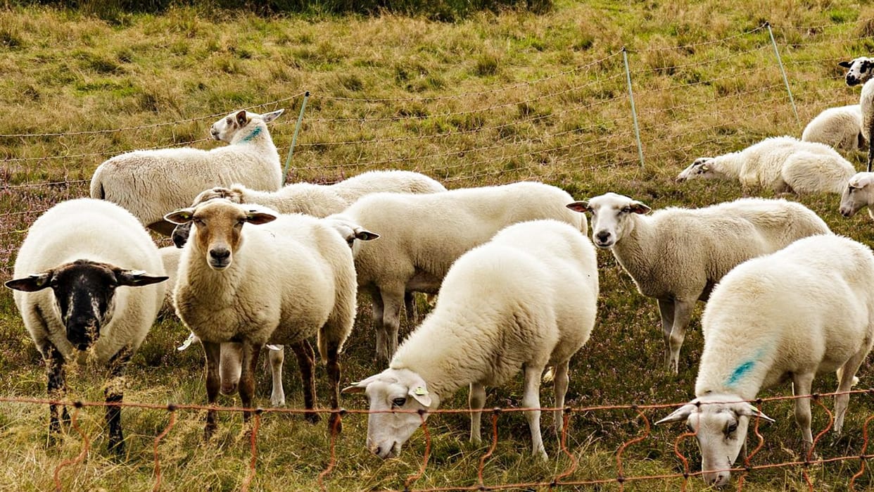 More than 50 sheep died after coming in front of Pathankot Express in Itarsi
