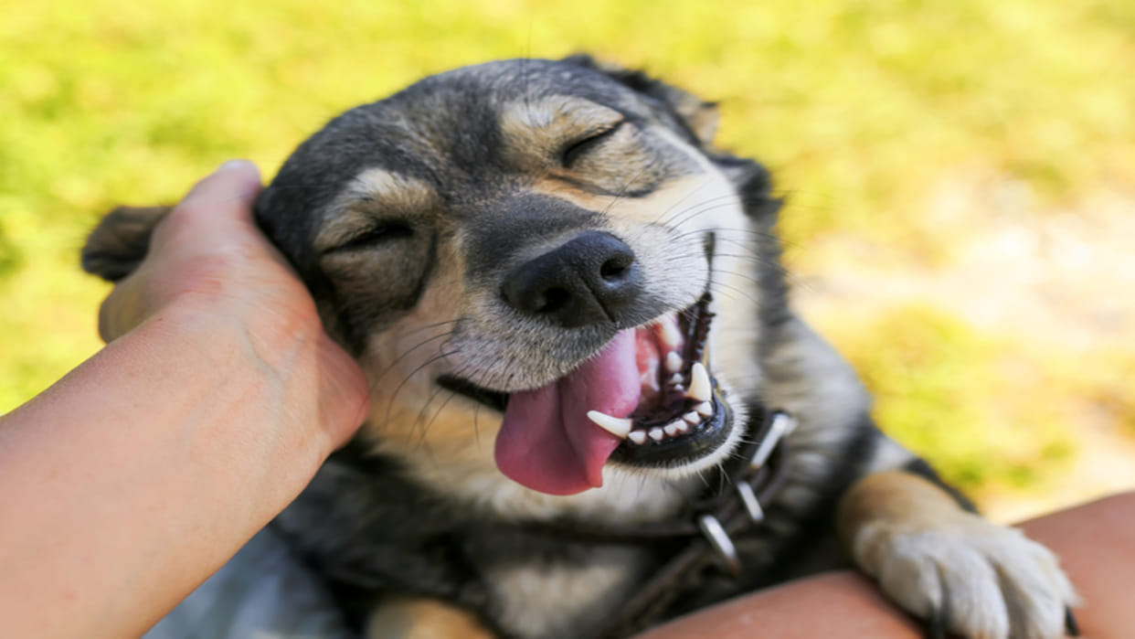 Two youths beat a dog to death in Sushilpura of Sodala