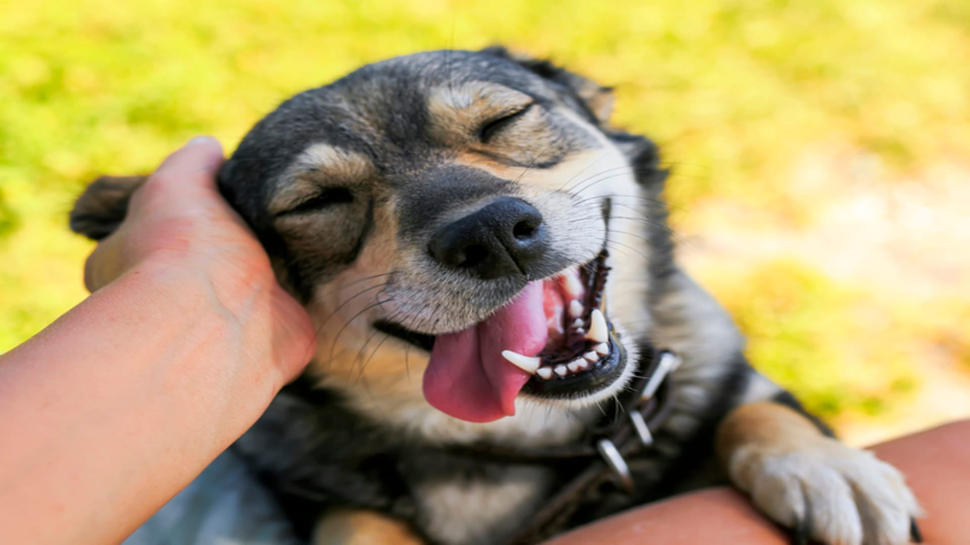 Keep These Things In Mind If You Have Pet Dog