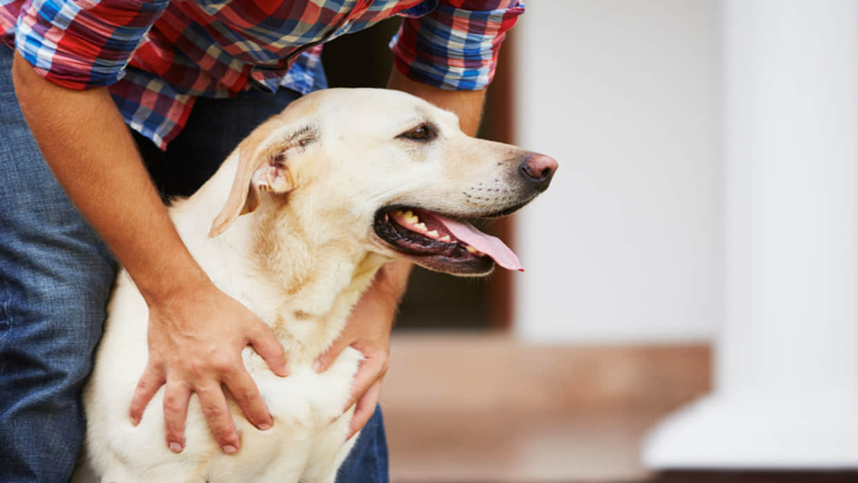 Japanese man Toco has transformed himself into a dog