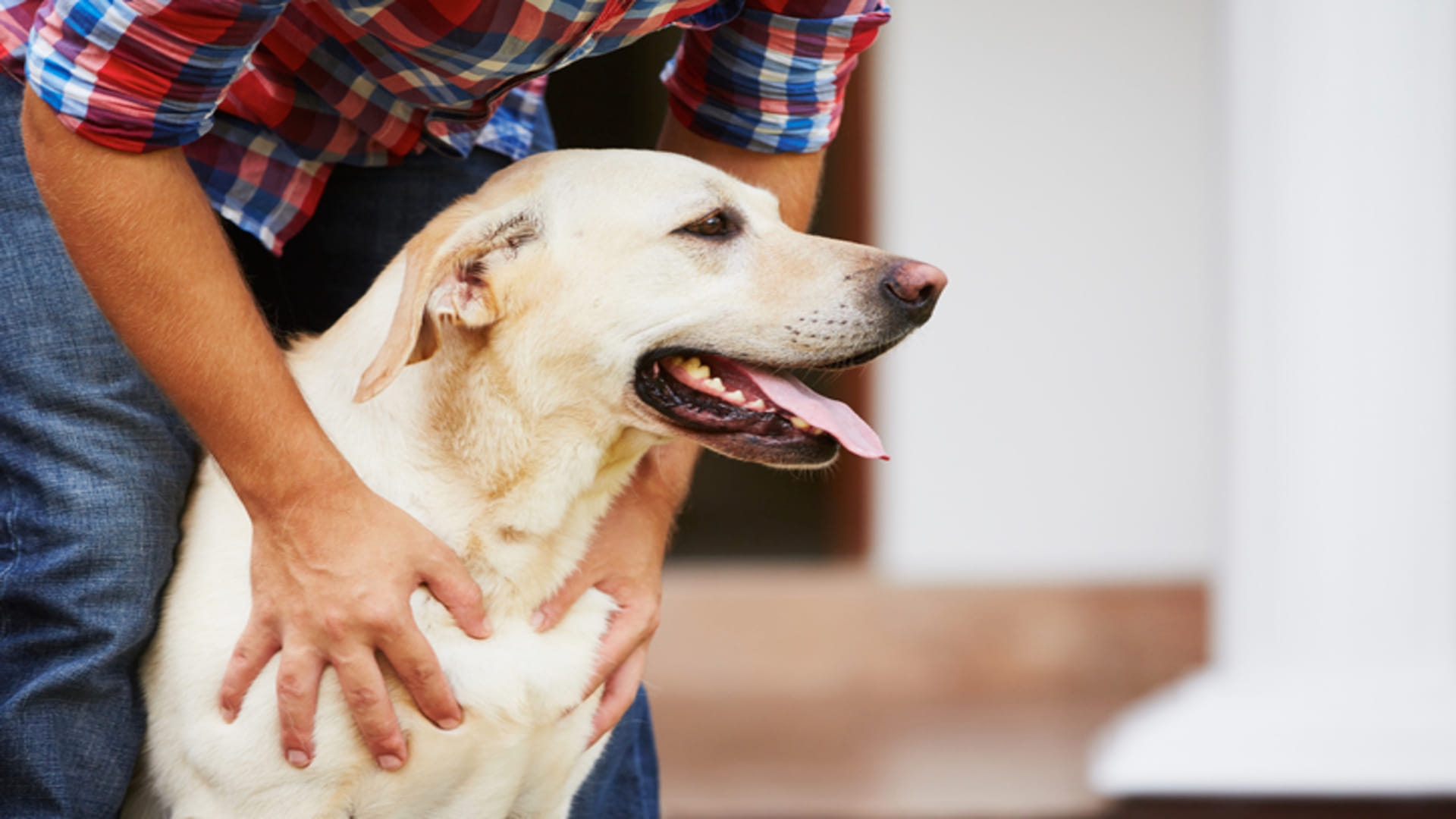 Keep These Things In Mind If You Have Pet Dog