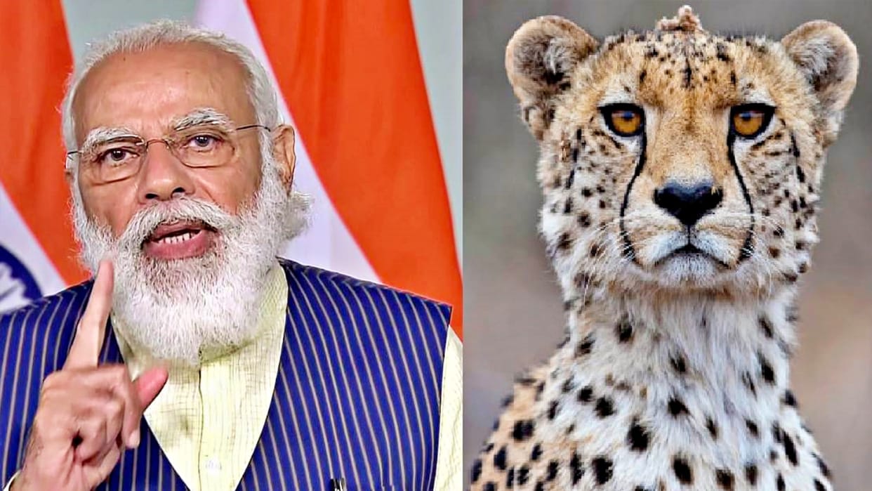PM Modi Release Eight Cheetahs in Kuno National Park On His Birthday
