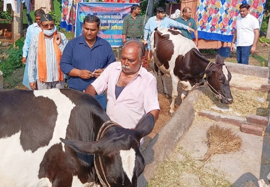 Two and a half thousand cows were vaccinated against the lumpy virus