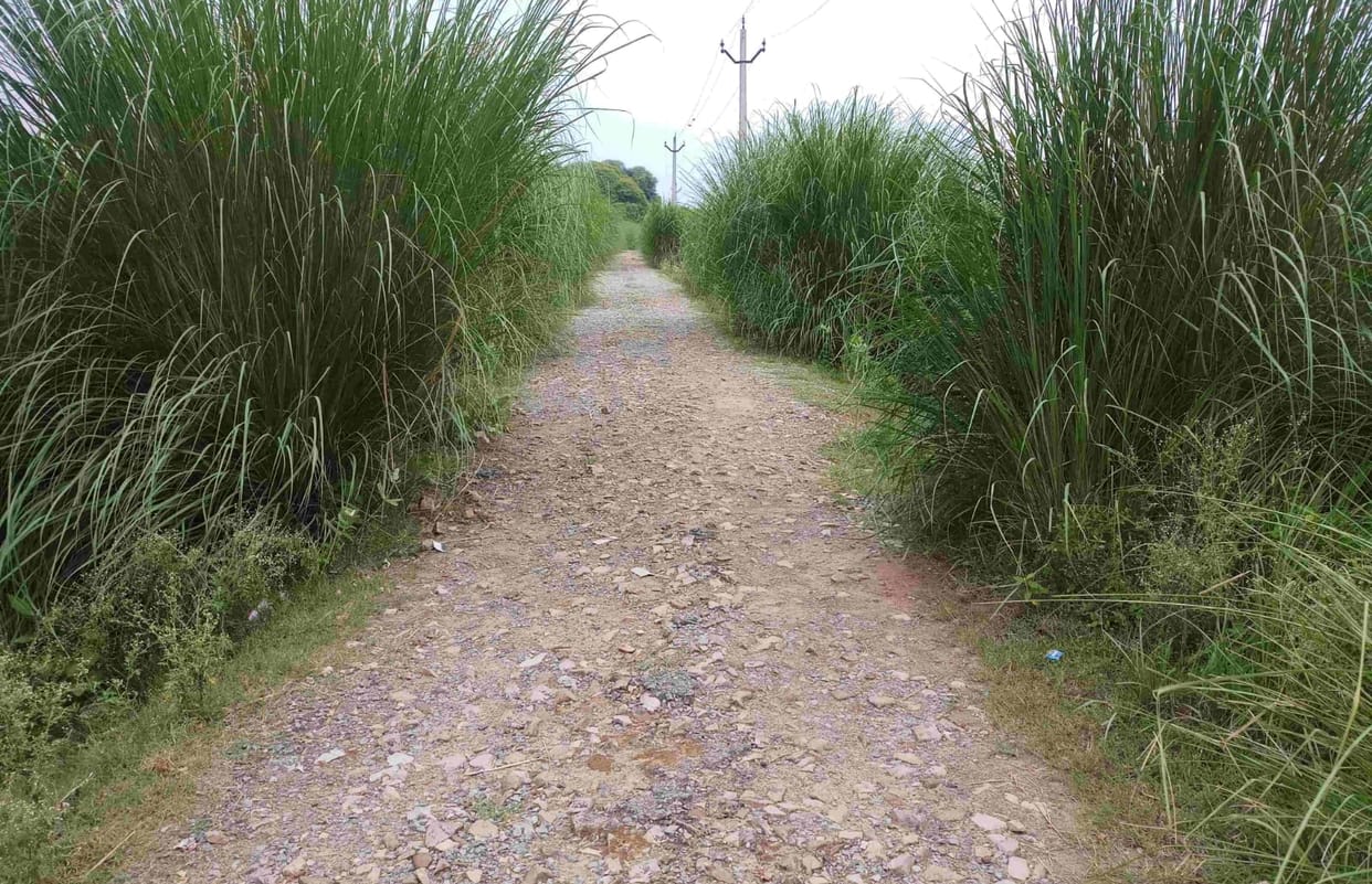 Village roads dilapidated, claim of pothole free